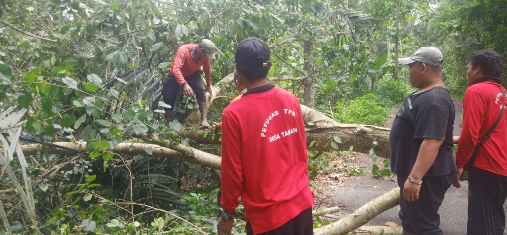 Pohon Tumbang di Banjar Sebatu Bayan, Desa Taman, Kecamatan Abiansemal Tanggal 10 Januari 2024